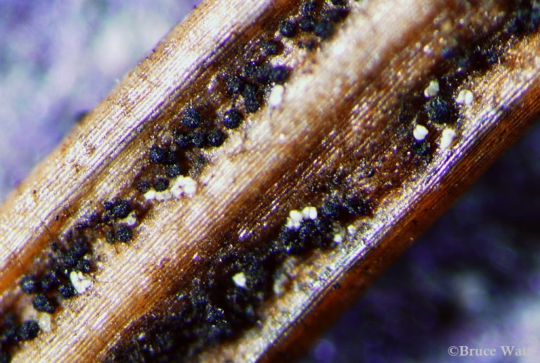 Douglas Fir Swiss Needle Cast Cooperative Extension Insect Pests, Ticks and Plant Diseases