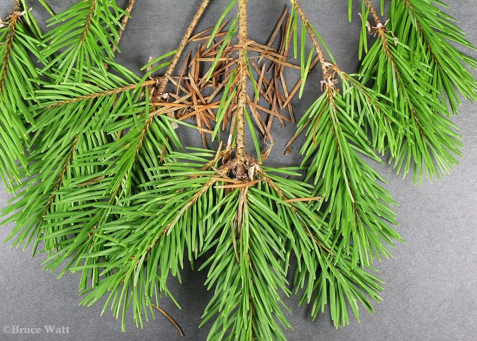 Douglas Fir Swiss Needle Cast Cooperative Extension Insect Pests