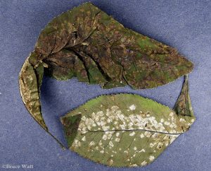Affected hickory leaves