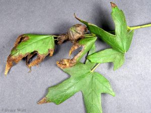 Affected leaves on branch