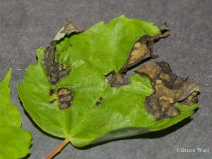 affected maple leaf