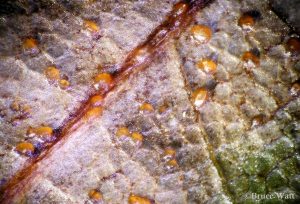 Acervuli on leaf lesion under microscope