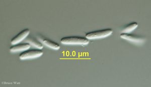 Conidia under microscope