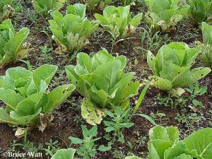 Alternaria affecting a lettuce field