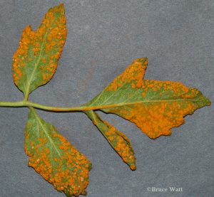affected leaves