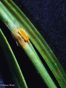 Pine needle affected by Coleosporium rust