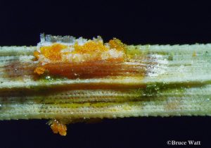 Aeciospores burst from affected needle