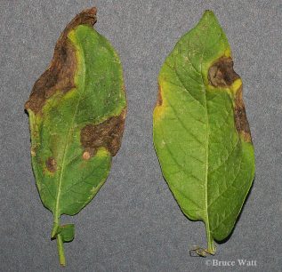 Potato - Alternaria Leaf Spot - Cooperative Extension: Insect Pests ...