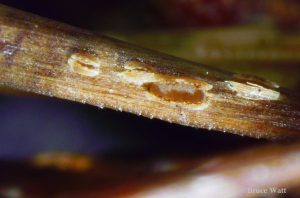 apothecia on affected needle