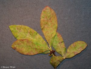 affected leaves