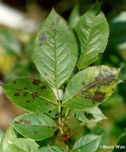Rose - Black Spot - Cooperative Extension: Insect Pests, Ticks and ...