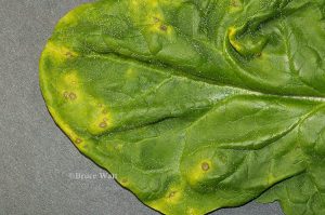 Leaf infection worsening