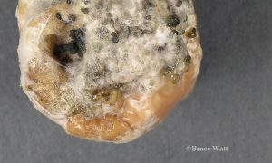 Mycelium and sclerotia on fruit surface