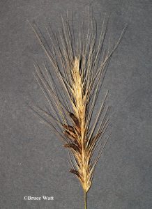 Affected rye seed head
