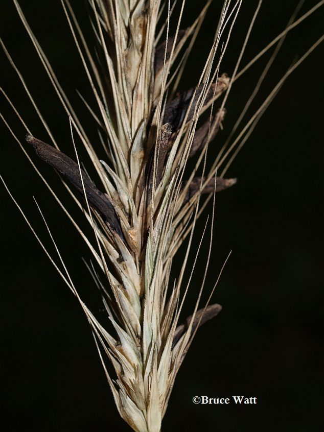 Rye Ergot Cooperative Extension Insect Pests, Ticks and Plant