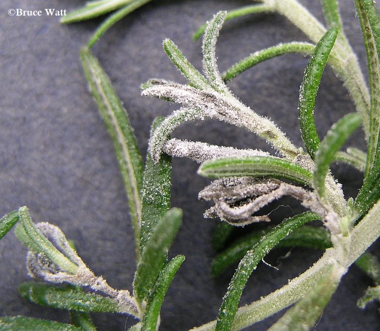 Rosemary Powdery Mildew Cooperative Extension Insect Pests, Ticks and Plant Diseases