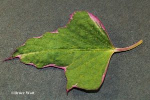 affected leaf