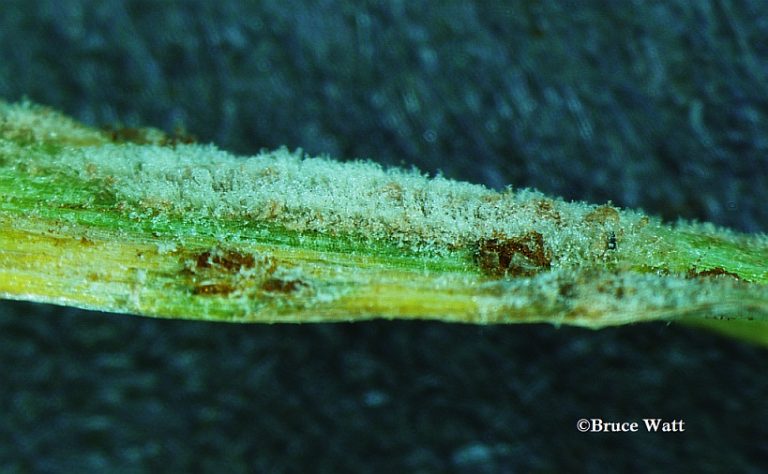 Wheat - Powdery Mildew - Cooperative Extension: Insect Pests, Ticks And ...