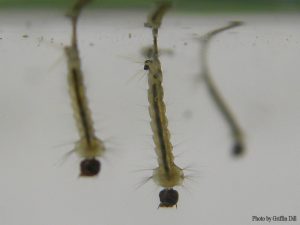 mosquito larva
