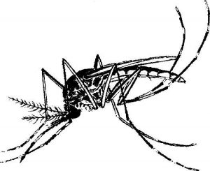 adult mosquito