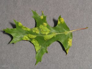 Affected leaf top