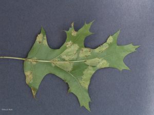 Affected leaf underside