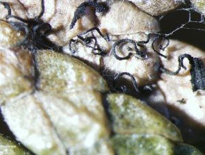 Tendrils of spores emerging from leaf tissue
