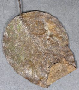 Affected leaf