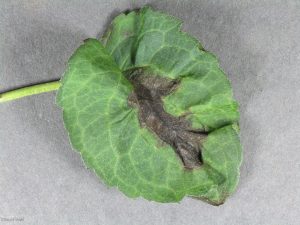 Affected leaf