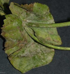 Affected leaves and stems