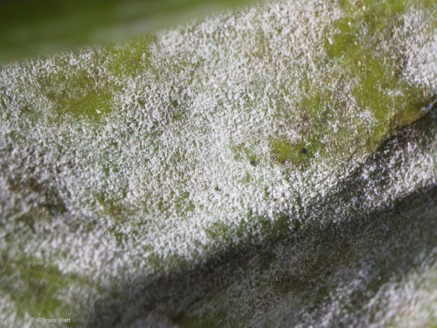 Pea - Powdery Mildew - Cooperative Extension: Insect Pests, Ticks and ...