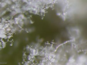 Sporangiophores on leaf underside