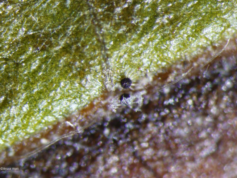 Birch - Powdery Mildew - Cooperative Extension: Insect Pests, Ticks And ...