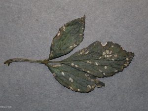 Affected leaves