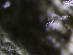 Sporangiophores on leaf