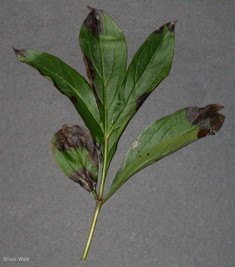 Peony - Leaf Blotch - Cooperative Extension: Insect Pests, Ticks and Plant Diseases - University