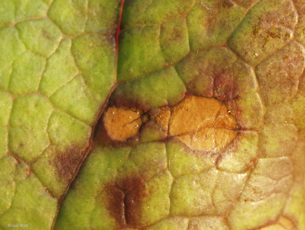 Peony - Cercospora Leaf Spot - Cooperative Extension: Insect Pests, Ticks and Plant Diseases