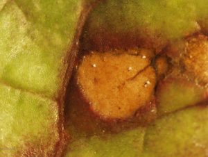 Conidia on leaf tissue
