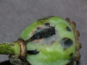 Affected seed capsule