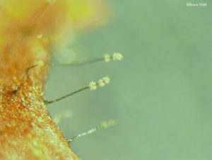 Conidiophores arising from plant tissue