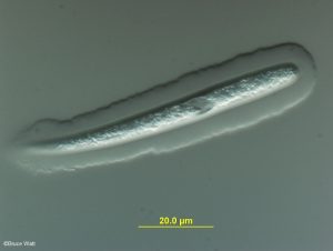 Mature ascospore with gelatinous sheath