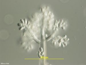 Conidiophore with attached conidia