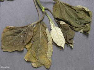 Infected leaves