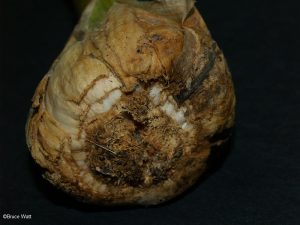 Garlic heavily infested by nematode - roots rotted away