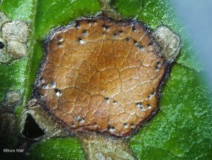 Pycnidia evident in leaf spot