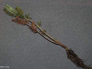 Symptomatic plant with rotted roots