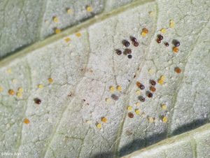 Chasmothecia on leaf underside