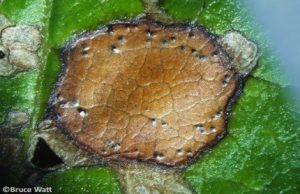 As Infection Ages on Leaf