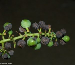 Infected Grapes Mumifying on Grape Bunch
