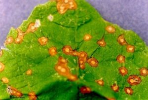 Newly Infected Leaf